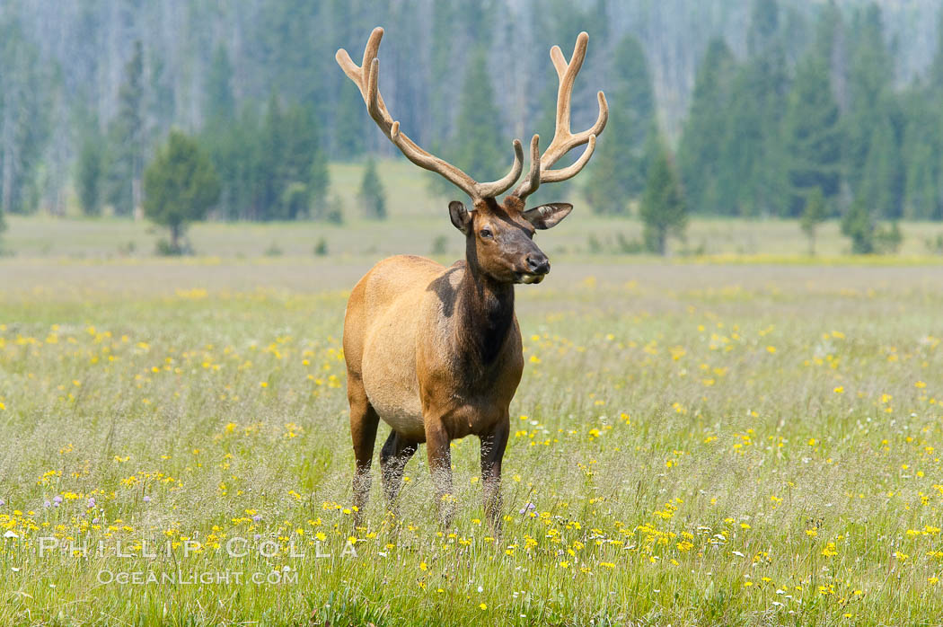 Bull elk, antlers bearing velvet, Gibbon Meadow. Elk are the most abundant large mammal found in Yellowstone National Park. More than 30,000 elk from 8 different herds summer in Yellowstone and approximately 15,000 to 22,000 winter in the park. Bulls grow antlers annually from the time they are nearly one year old. When mature, a bulls rack may have 6 to 8 points or tines on each side and weigh more than 30 pounds. The antlers are shed in March or April and begin regrowing in May, when the bony growth is nourished by blood vessels and covered by furry-looking velvet. Gibbon Meadows, Wyoming, USA, Cervus canadensis, natural history stock photograph, photo id 13247