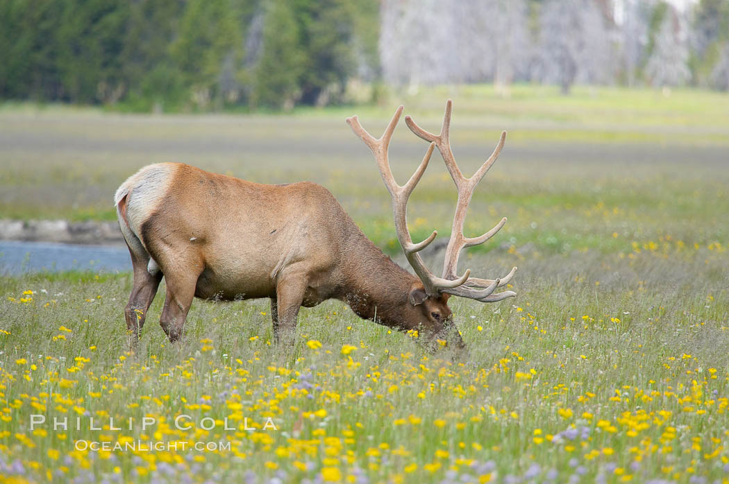 Elk grazing among wildflowers in Gibbon Meadow. Gibbon Meadows, Yellowstone National Park, Wyoming, USA, Cervus canadensis, natural history stock photograph, photo id 13255