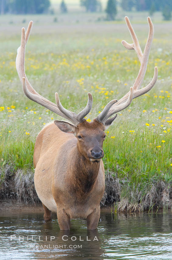 Elk in the Gibbon River. Gibbon Meadows, Yellowstone National Park, Wyoming, USA, Cervus canadensis, natural history stock photograph, photo id 13259