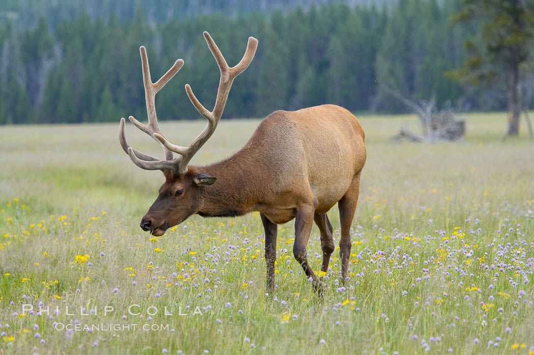 Bull elk, antlers bearing velvet, Gibbon Meadow. Elk are the most abundant large mammal found in Yellowstone National Park. More than 30,000 elk from 8 different herds summer in Yellowstone and approximately 15,000 to 22,000 winter in the park. Bulls grow antlers annually from the time they are nearly one year old. When mature, a bulls rack may have 6 to 8 points or tines on each side and weigh more than 30 pounds. The antlers are shed in March or April and begin regrowing in May, when the bony growth is nourished by blood vessels and covered by furry-looking velvet. Gibbon Meadows, Wyoming, USA, Cervus canadensis, natural history stock photograph, photo id 13263