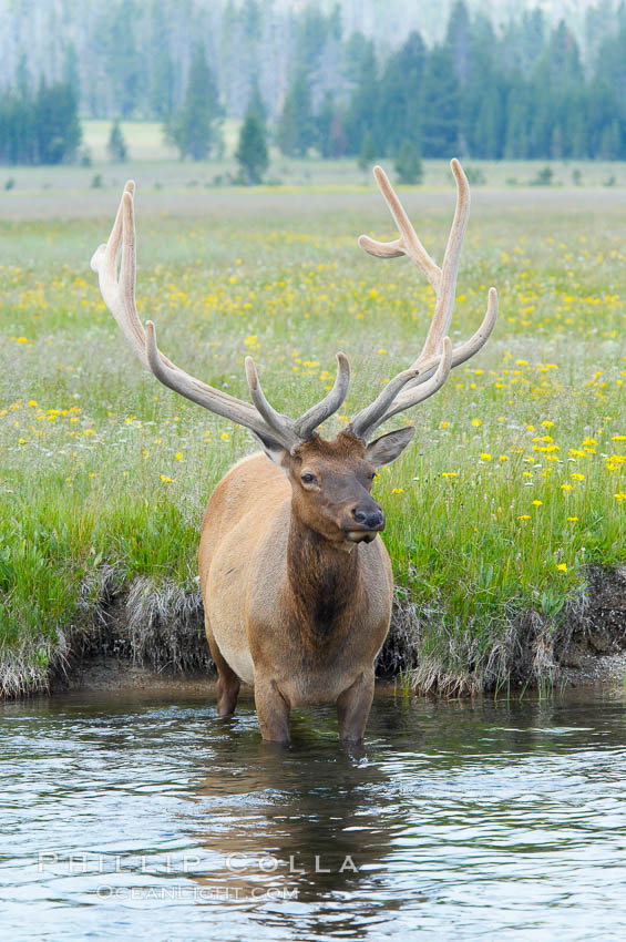 Elk in the Gibbon River. Gibbon Meadows, Yellowstone National Park, Wyoming, USA, Cervus canadensis, natural history stock photograph, photo id 13267