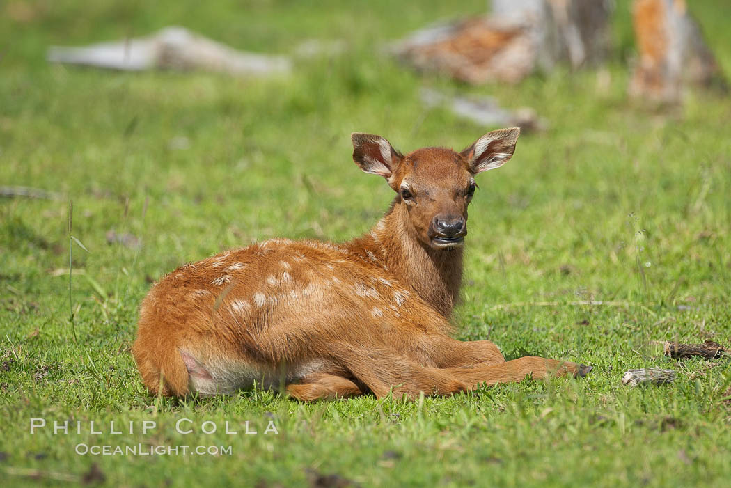 Elk, juvenile., Cervus elaphus, natural history stock photograph, photo id 19107