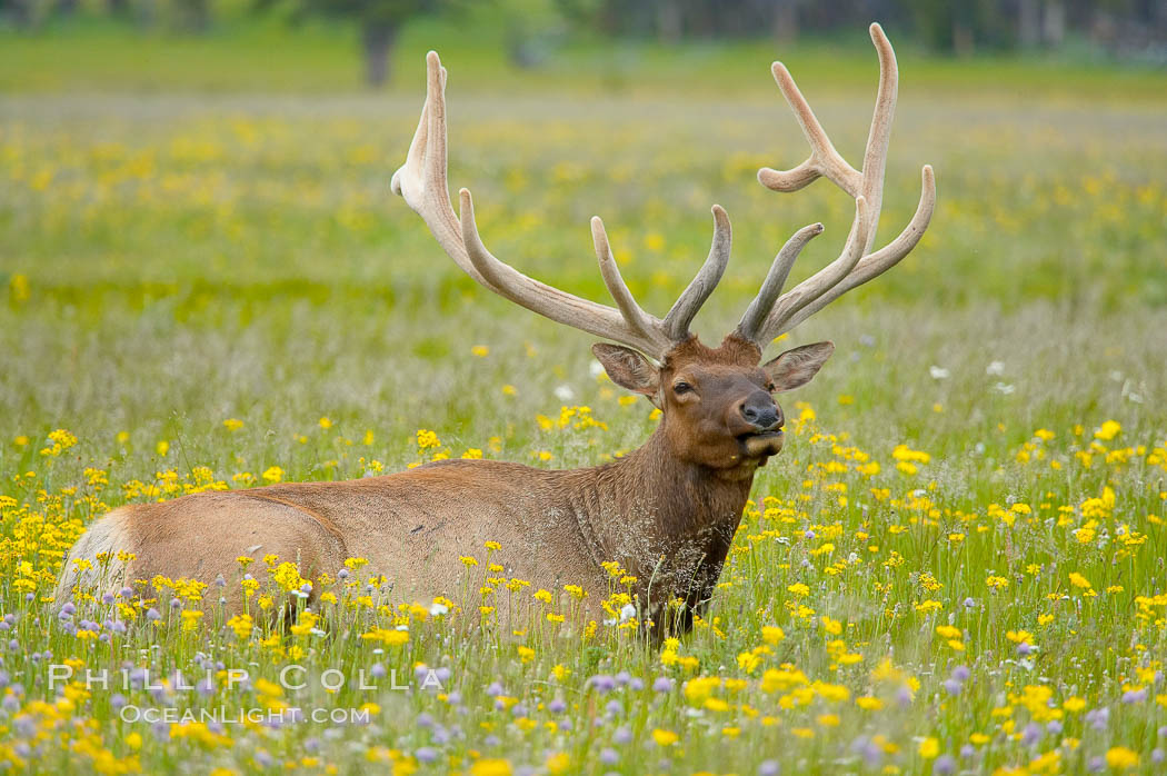 Elk rest in tall grass surrounded by wildflowers, Gibbon Meadow. Gibbon Meadows, Yellowstone National Park, Wyoming, USA, Cervus canadensis, natural history stock photograph, photo id 13241