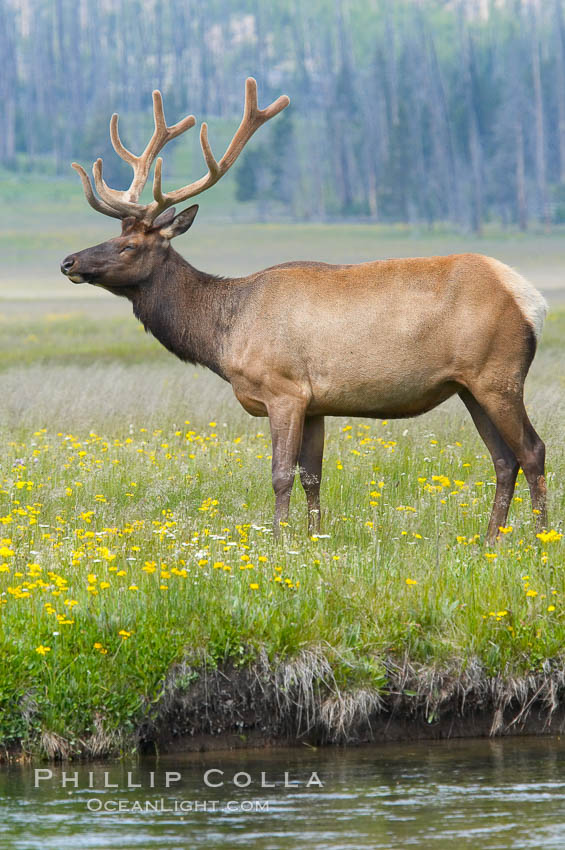 Bull elk, antlers bearing velvet, Gibbon Meadow. Elk are the most abundant large mammal found in Yellowstone National Park. More than 30,000 elk from 8 different herds summer in Yellowstone and approximately 15,000 to 22,000 winter in the park. Bulls grow antlers annually from the time they are nearly one year old. When mature, a bulls rack may have 6 to 8 points or tines on each side and weigh more than 30 pounds. The antlers are shed in March or April and begin regrowing in May, when the bony growth is nourished by blood vessels and covered by furry-looking velvet. Gibbon Meadows, Wyoming, USA, Cervus canadensis, natural history stock photograph, photo id 13245