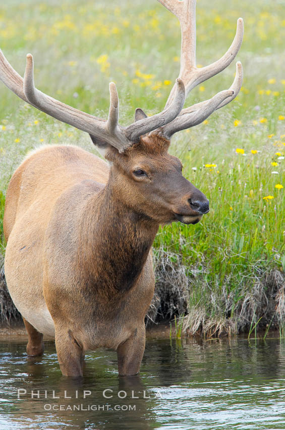 Elk in the Gibbon River. Gibbon Meadows, Yellowstone National Park, Wyoming, USA, Cervus canadensis, natural history stock photograph, photo id 13249