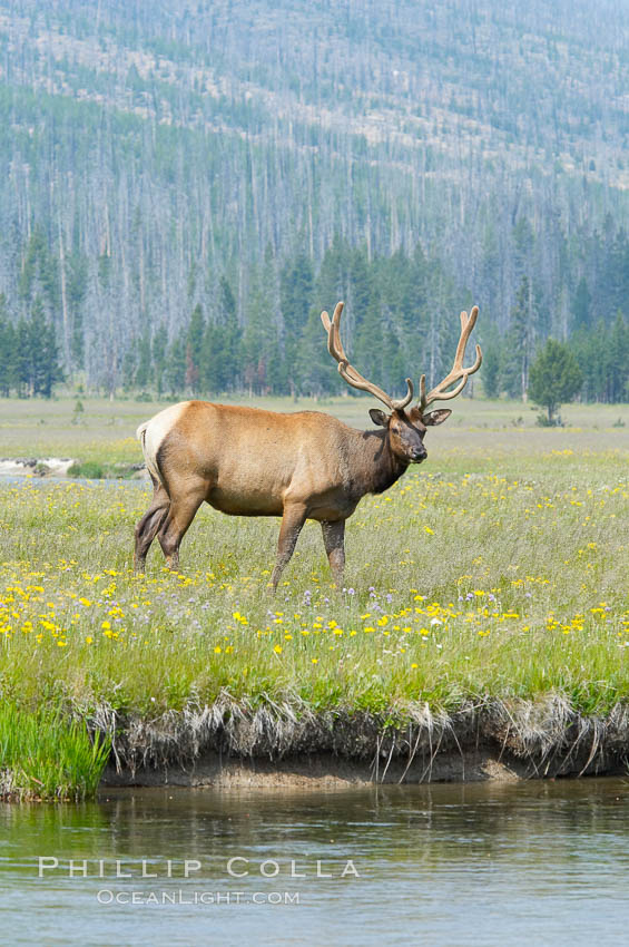 Bull elk, antlers bearing velvet, Gibbon Meadow. Elk are the most abundant large mammal found in Yellowstone National Park. More than 30,000 elk from 8 different herds summer in Yellowstone and approximately 15,000 to 22,000 winter in the park. Bulls grow antlers annually from the time they are nearly one year old. When mature, a bulls rack may have 6 to 8 points or tines on each side and weigh more than 30 pounds. The antlers are shed in March or April and begin regrowing in May, when the bony growth is nourished by blood vessels and covered by furry-looking velvet., Cervus canadensis, natural history stock photograph, photo id 13257