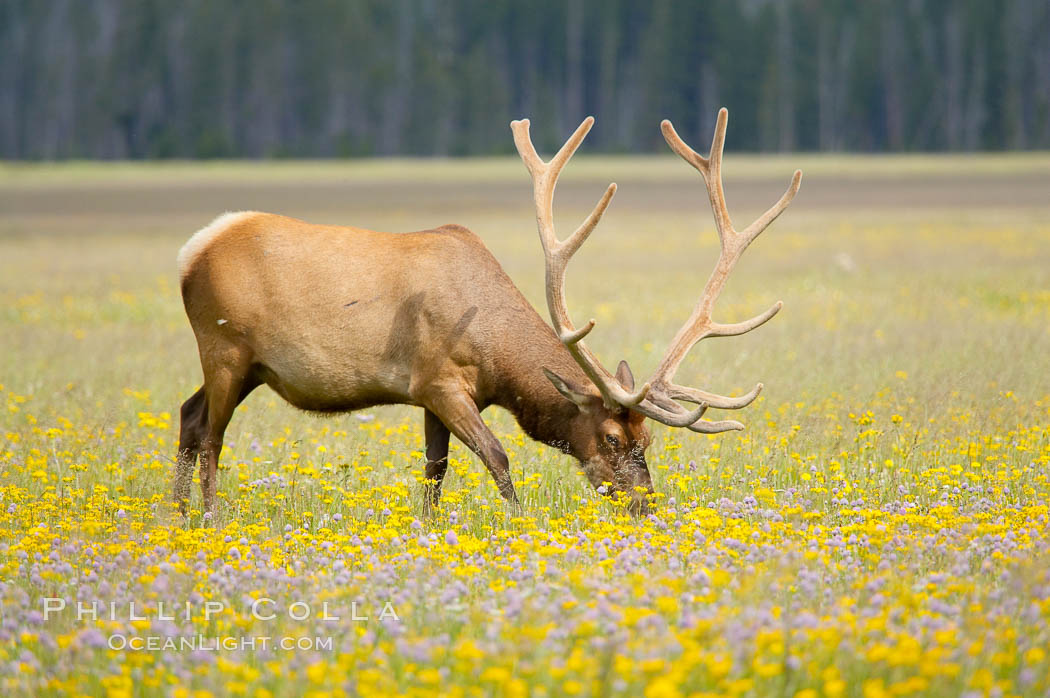 Elk grazing among wildflowers in Gibbon Meadow. Gibbon Meadows, Yellowstone National Park, Wyoming, USA, Cervus canadensis, natural history stock photograph, photo id 13174