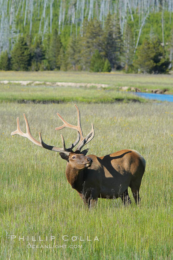 Bull elk, antlers bearing velvet, Gibbon Meadow. Elk are the most abundant large mammal found in Yellowstone National Park. More than 30,000 elk from 8 different herds summer in Yellowstone and approximately 15,000 to 22,000 winter in the park. Bulls grow antlers annually from the time they are nearly one year old. When mature, a bulls rack may have 6 to 8 points or tines on each side and weigh more than 30 pounds. The antlers are shed in March or April and begin regrowing in May, when the bony growth is nourished by blood vessels and covered by furry-looking velvet. Gibbon Meadows, Wyoming, USA, Cervus canadensis, natural history stock photograph, photo id 13186