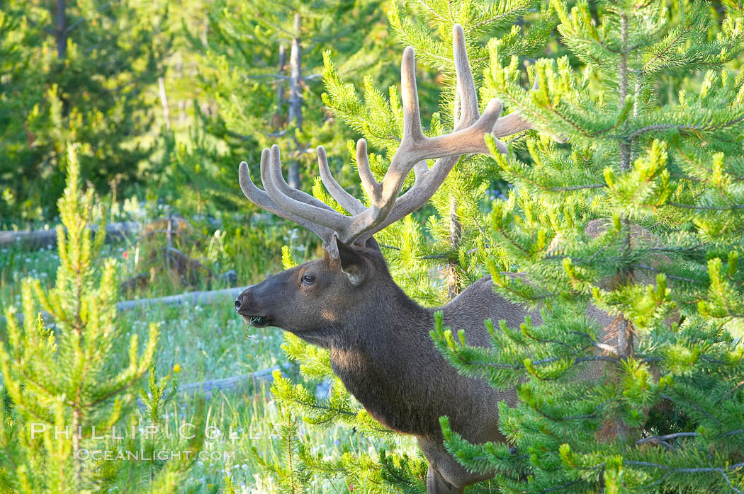 Elk rest in wooded areas during the midday heat, summer. Yellowstone National Park, Wyoming, USA, Cervus canadensis, natural history stock photograph, photo id 13190