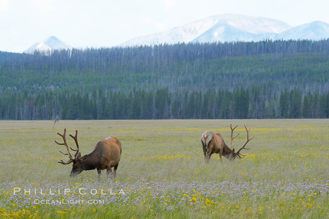 Elk grazing, Gibbon Meadow. Gibbon Meadows, Yellowstone National Park, Wyoming, USA, Cervus canadensis, natural history stock photograph, photo id 13194