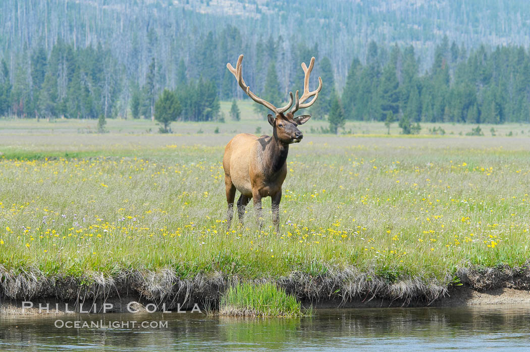 Bull elk, antlers bearing velvet, Gibbon Meadow. Elk are the most abundant large mammal found in Yellowstone National Park. More than 30,000 elk from 8 different herds summer in Yellowstone and approximately 15,000 to 22,000 winter in the park. Bulls grow antlers annually from the time they are nearly one year old. When mature, a bulls rack may have 6 to 8 points or tines on each side and weigh more than 30 pounds. The antlers are shed in March or April and begin regrowing in May, when the bony growth is nourished by blood vessels and covered by furry-looking velvet. Gibbon Meadows, Wyoming, USA, Cervus canadensis, natural history stock photograph, photo id 13202