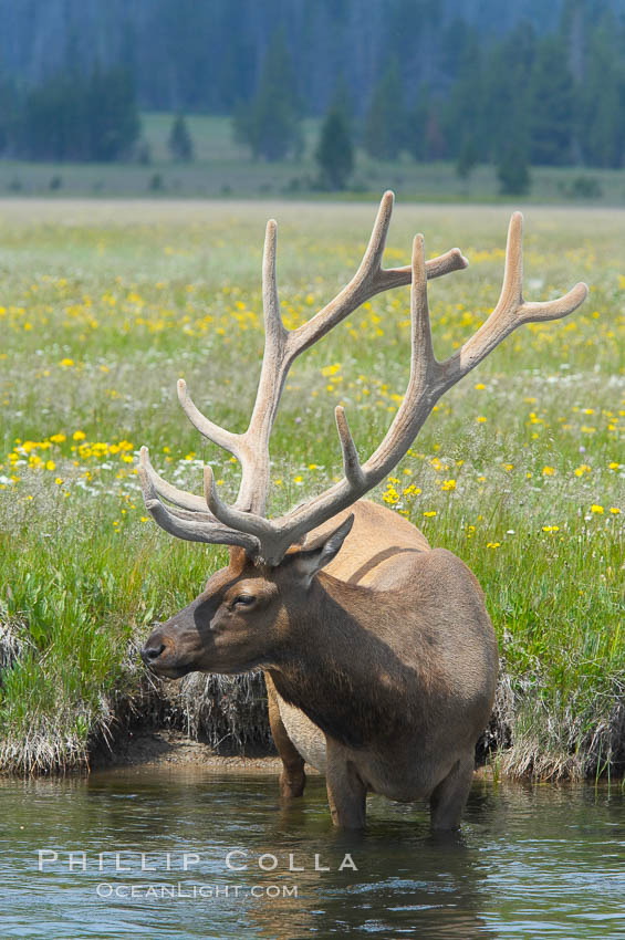 Elk in the Gibbon River. Gibbon Meadows, Yellowstone National Park, Wyoming, USA, Cervus canadensis, natural history stock photograph, photo id 13206