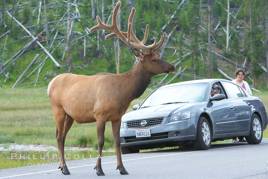 Tourists get a good look at wild elk who have become habituated to human presence in Yellowstone National Park. Wyoming, USA, Cervus canadensis, natural history stock photograph, photo id 13214