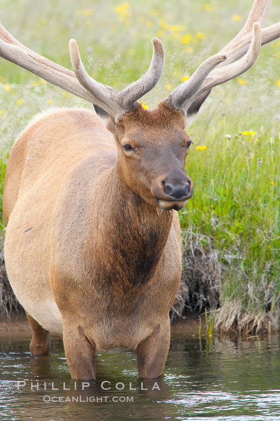 Elk in the Gibbon River. Gibbon Meadows, Yellowstone National Park, Wyoming, USA, Cervus canadensis, natural history stock photograph, photo id 13222