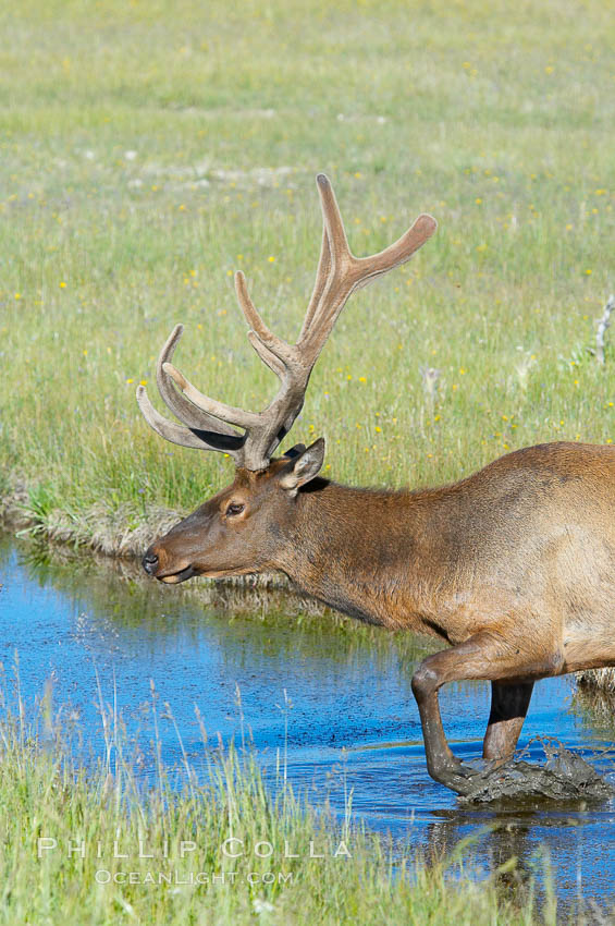 Elk in the Gibbon River. Gibbon Meadows, Yellowstone National Park, Wyoming, USA, Cervus canadensis, natural history stock photograph, photo id 13226
