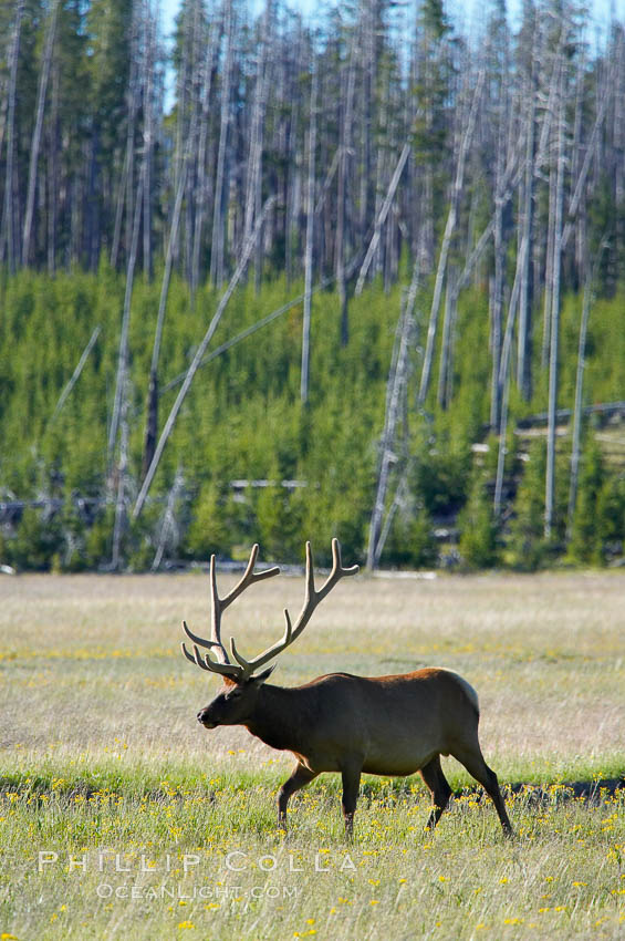 Bull elk, antlers bearing velvet, Gibbon Meadow. Elk are the most abundant large mammal found in Yellowstone National Park. More than 30,000 elk from 8 different herds summer in Yellowstone and approximately 15,000 to 22,000 winter in the park. Bulls grow antlers annually from the time they are nearly one year old. When mature, a bulls rack may have 6 to 8 points or tines on each side and weigh more than 30 pounds. The antlers are shed in March or April and begin regrowing in May, when the bony growth is nourished by blood vessels and covered by furry-looking velvet. Gibbon Meadows, Wyoming, USA, Cervus canadensis, natural history stock photograph, photo id 13172