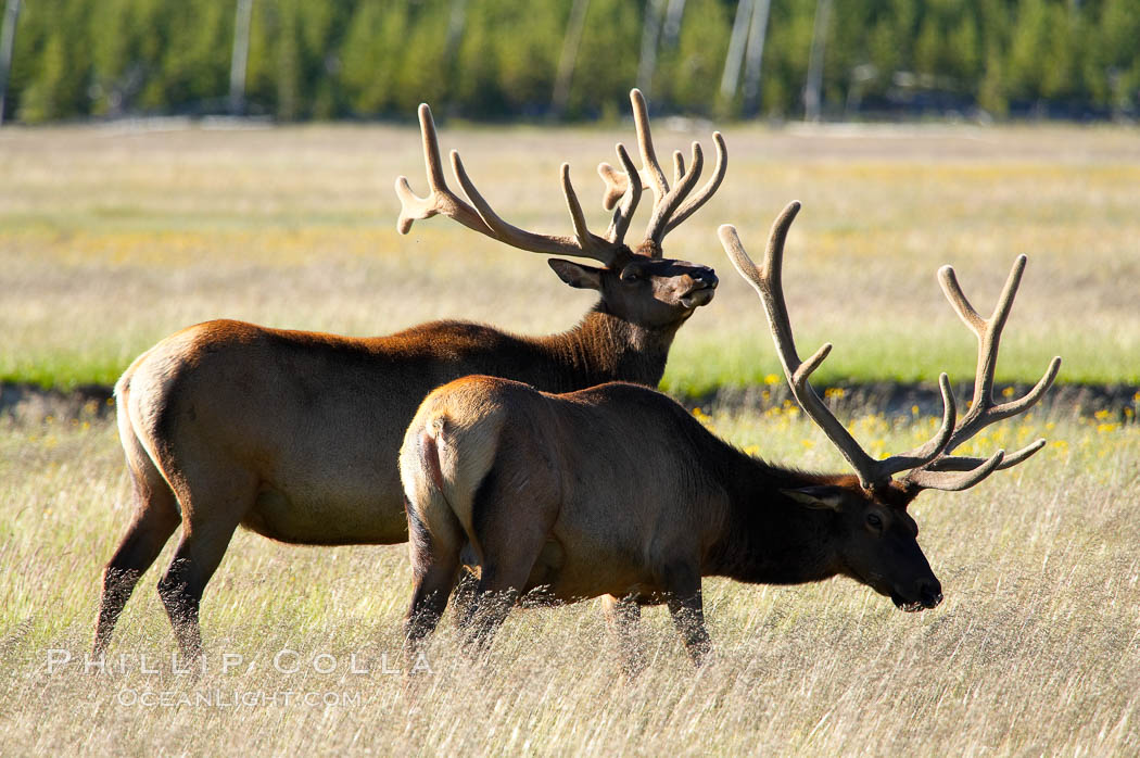 Bull elk, Gibbon Meadow, summer. Gibbon Meadows, Yellowstone National Park, Wyoming, USA, Cervus canadensis, natural history stock photograph, photo id 13188