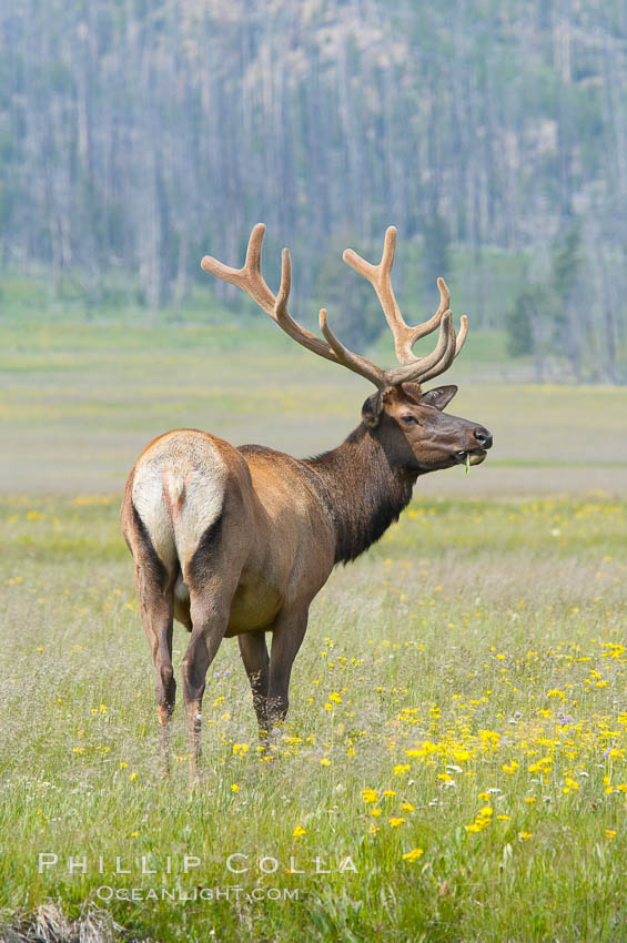 Bull elk, antlers bearing velvet, Gibbon Meadow. Elk are the most abundant large mammal found in Yellowstone National Park. More than 30,000 elk from 8 different herds summer in Yellowstone and approximately 15,000 to 22,000 winter in the park. Bulls grow antlers annually from the time they are nearly one year old. When mature, a bulls rack may have 6 to 8 points or tines on each side and weigh more than 30 pounds. The antlers are shed in March or April and begin regrowing in May, when the bony growth is nourished by blood vessels and covered by furry-looking velvet. Gibbon Meadows, Wyoming, USA, Cervus canadensis, natural history stock photograph, photo id 13200