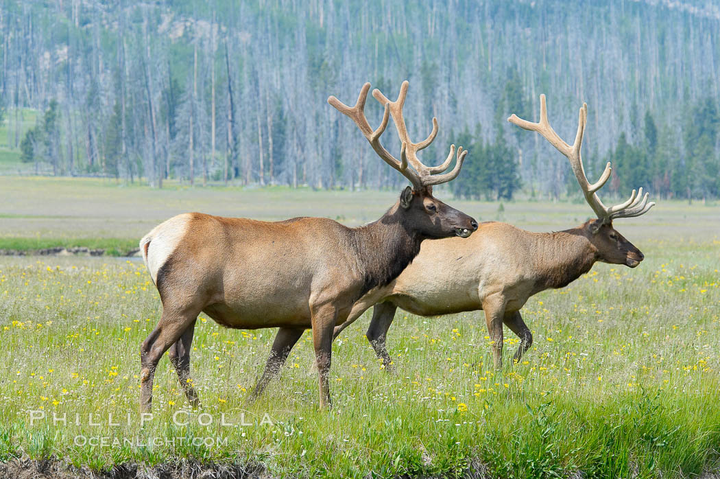 Bull elk, antlers bearing velvet, Gibbon Meadow. Elk are the most abundant large mammal found in Yellowstone National Park. More than 30,000 elk from 8 different herds summer in Yellowstone and approximately 15,000 to 22,000 winter in the park. Bulls grow antlers annually from the time they are nearly one year old. When mature, a bulls rack may have 6 to 8 points or tines on each side and weigh more than 30 pounds. The antlers are shed in March or April and begin regrowing in May, when the bony growth is nourished by blood vessels and covered by furry-looking velvet. Gibbon Meadows, Wyoming, USA, Cervus canadensis, natural history stock photograph, photo id 13204