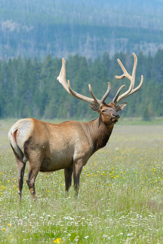 Bull elk, antlers bearing velvet, Gibbon Meadow. Elk are the most abundant large mammal found in Yellowstone National Park. More than 30,000 elk from 8 different herds summer in Yellowstone and approximately 15,000 to 22,000 winter in the park. Bulls grow antlers annually from the time they are nearly one year old. When mature, a bulls rack may have 6 to 8 points or tines on each side and weigh more than 30 pounds. The antlers are shed in March or April and begin regrowing in May, when the bony growth is nourished by blood vessels and covered by furry-looking velvet. Gibbon Meadows, Wyoming, USA, Cervus canadensis, natural history stock photograph, photo id 13208