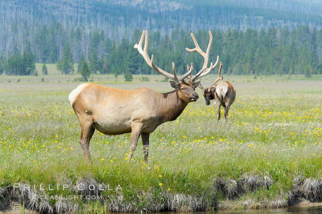Bull elk, antlers bearing velvet, Gibbon Meadow. Elk are the most abundant large mammal found in Yellowstone National Park. More than 30,000 elk from 8 different herds summer in Yellowstone and approximately 15,000 to 22,000 winter in the park. Bulls grow antlers annually from the time they are nearly one year old. When mature, a bulls rack may have 6 to 8 points or tines on each side and weigh more than 30 pounds. The antlers are shed in March or April and begin regrowing in May, when the bony growth is nourished by blood vessels and covered by furry-looking velvet. Gibbon Meadows, Wyoming, USA, Cervus canadensis, natural history stock photograph, photo id 13220