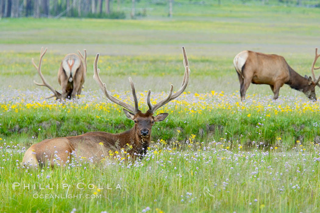 Bull elk, antlers bearing velvet, Gibbon Meadow. Elk are the most abundant large mammal found in Yellowstone National Park. More than 30,000 elk from 8 different herds summer in Yellowstone and approximately 15,000 to 22,000 winter in the park. Bulls grow antlers annually from the time they are nearly one year old. When mature, a bulls rack may have 6 to 8 points or tines on each side and weigh more than 30 pounds. The antlers are shed in March or April and begin regrowing in May, when the bony growth is nourished by blood vessels and covered by furry-looking velvet. Gibbon Meadows, Wyoming, USA, Cervus canadensis, natural history stock photograph, photo id 13228