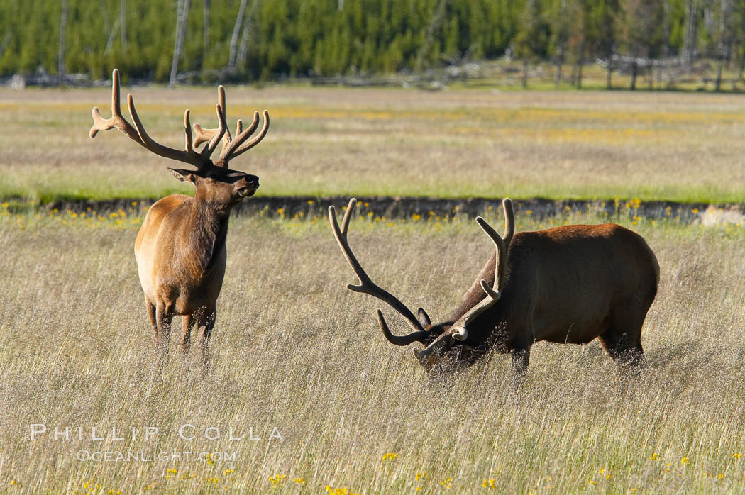 Bull elk, Gibbon Meadow, summer. Gibbon Meadows, Yellowstone National Park, Wyoming, USA, Cervus canadensis, natural history stock photograph, photo id 13187