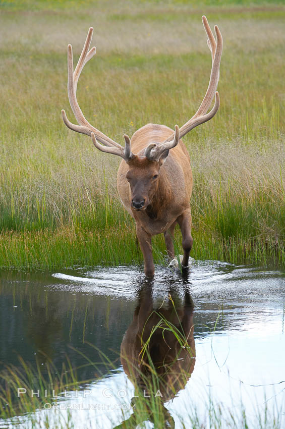 Elk in the Gibbon River. Gibbon Meadows, Yellowstone National Park, Wyoming, USA, Cervus canadensis, natural history stock photograph, photo id 13191