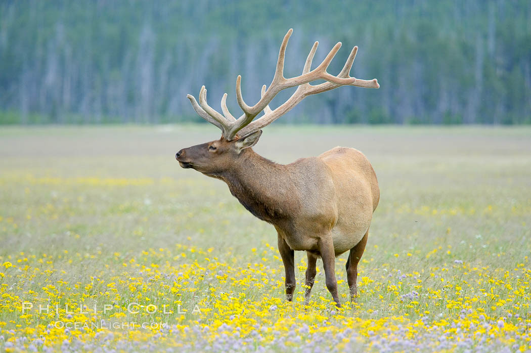 Bull elk, antlers bearing velvet, Gibbon Meadow. Elk are the most abundant large mammal found in Yellowstone National Park. More than 30,000 elk from 8 different herds summer in Yellowstone and approximately 15,000 to 22,000 winter in the park. Bulls grow antlers annually from the time they are nearly one year old. When mature, a bulls rack may have 6 to 8 points or tines on each side and weigh more than 30 pounds. The antlers are shed in March or April and begin regrowing in May, when the bony growth is nourished by blood vessels and covered by furry-looking velvet. Gibbon Meadows, Wyoming, USA, Cervus canadensis, natural history stock photograph, photo id 13195