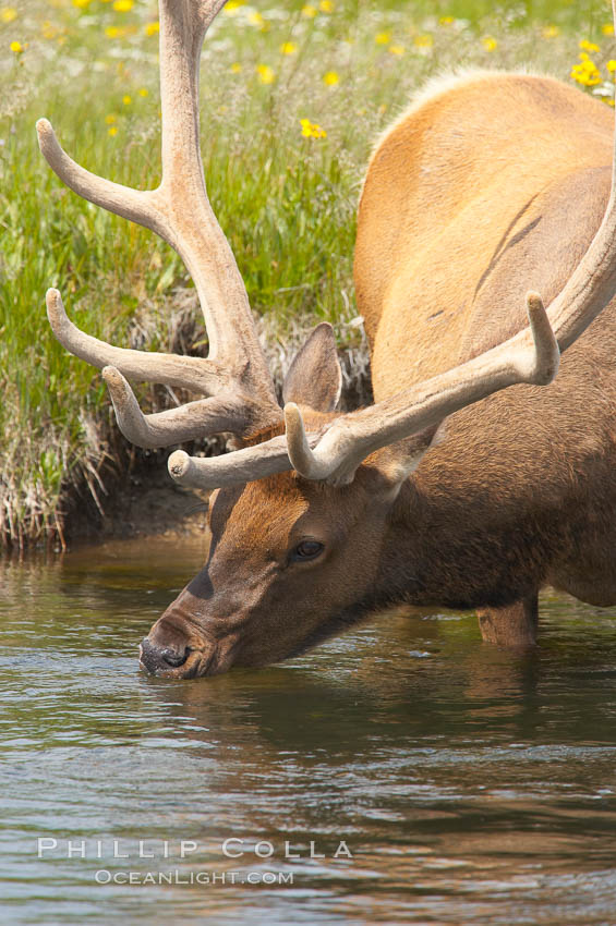 Elk drinks from the Gibbon River, Gibbon Meadow. Gibbon Meadows, Yellowstone National Park, Wyoming, USA, Cervus canadensis, natural history stock photograph, photo id 13207