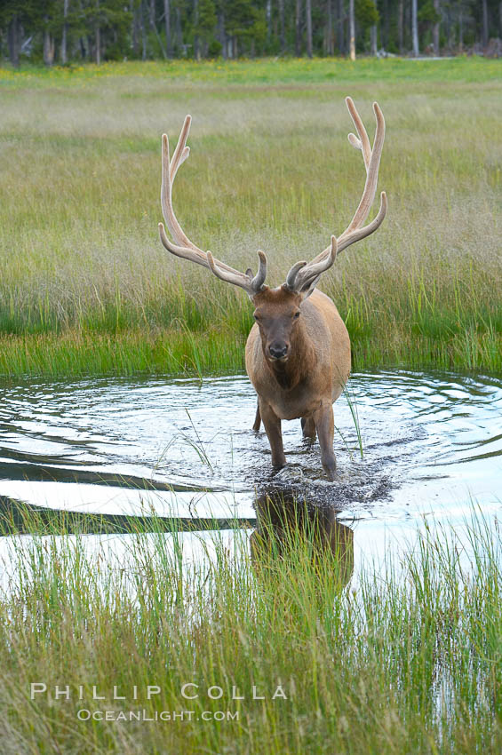 Elk in the Gibbon River. Gibbon Meadows, Yellowstone National Park, Wyoming, USA, Cervus canadensis, natural history stock photograph, photo id 13215