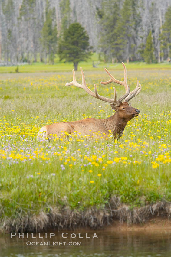 Elk rest in tall grass surrounded by wildflowers, Gibbon Meadow. Gibbon Meadows, Yellowstone National Park, Wyoming, USA, Cervus canadensis, natural history stock photograph, photo id 13177