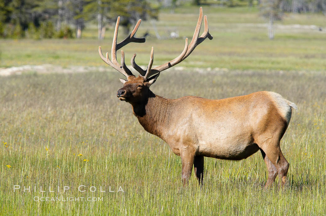Bull elk, antlers bearing velvet, Gibbon Meadow. Elk are the most abundant large mammal found in Yellowstone National Park. More than 30,000 elk from 8 different herds summer in Yellowstone and approximately 15,000 to 22,000 winter in the park. Bulls grow antlers annually from the time they are nearly one year old. When mature, a bulls rack may have 6 to 8 points or tines on each side and weigh more than 30 pounds. The antlers are shed in March or April and begin regrowing in May, when the bony growth is nourished by blood vessels and covered by furry-looking velvet. Gibbon Meadows, Wyoming, USA, Cervus canadensis, natural history stock photograph, photo id 13185