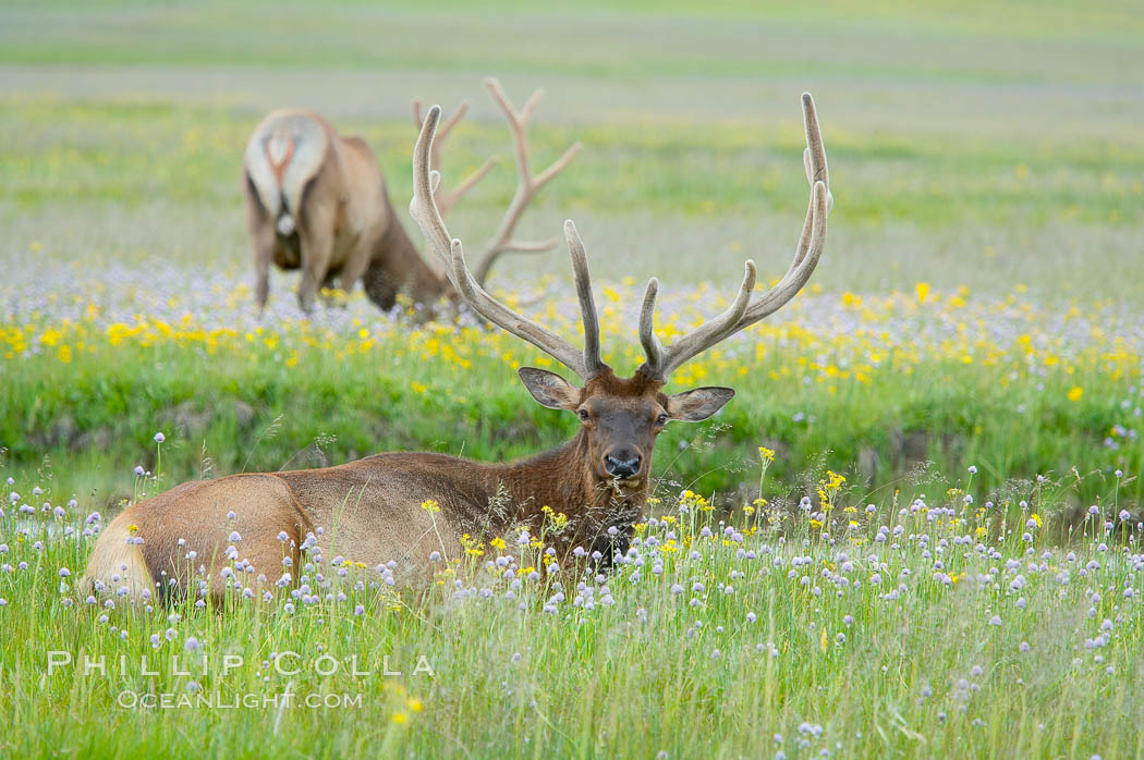 Elk grazing, Gibbon Meadow. Gibbon Meadows, Yellowstone National Park, Wyoming, USA, Cervus canadensis, natural history stock photograph, photo id 13193