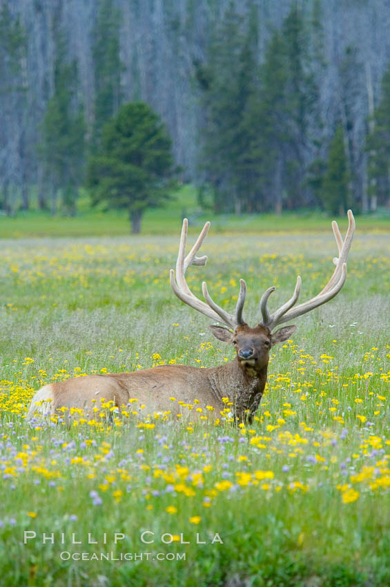 Elk rest in tall grass surrounded by wildflowers, Gibbon Meadow. Gibbon Meadows, Yellowstone National Park, Wyoming, USA, Cervus canadensis, natural history stock photograph, photo id 13197