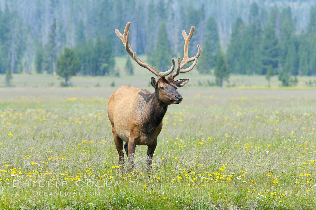 Bull elk, antlers bearing velvet, Gibbon Meadow. Elk are the most abundant large mammal found in Yellowstone National Park. More than 30,000 elk from 8 different herds summer in Yellowstone and approximately 15,000 to 22,000 winter in the park. Bulls grow antlers annually from the time they are nearly one year old. When mature, a bulls rack may have 6 to 8 points or tines on each side and weigh more than 30 pounds. The antlers are shed in March or April and begin regrowing in May, when the bony growth is nourished by blood vessels and covered by furry-looking velvet. Gibbon Meadows, Wyoming, USA, Cervus canadensis, natural history stock photograph, photo id 13201