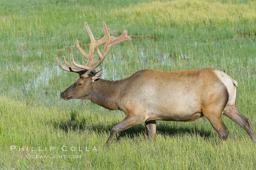 Bull elk, antlers bearing velvet, Gibbon Meadow. Elk are the most abundant large mammal found in Yellowstone National Park. More than 30,000 elk from 8 different herds summer in Yellowstone and approximately 15,000 to 22,000 winter in the park. Bulls grow antlers annually from the time they are nearly one year old. When mature, a bulls rack may have 6 to 8 points or tines on each side and weigh more than 30 pounds. The antlers are shed in March or April and begin regrowing in May, when the bony growth is nourished by blood vessels and covered by furry-looking velvet. Gibbon Meadows, Wyoming, USA, Cervus canadensis, natural history stock photograph, photo id 13225