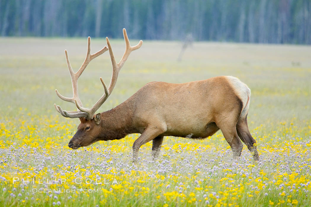 Elk grazing among wildflowers in Gibbon Meadow. Gibbon Meadows, Yellowstone National Park, Wyoming, USA, Cervus canadensis, natural history stock photograph, photo id 13229