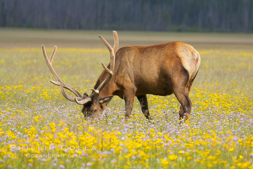 Elk graze and rest among wildflowers blooming in the Gibbon Meadow, summer. Gibbon Meadows, Yellowstone National Park, Wyoming, USA, Cervus canadensis, natural history stock photograph, photo id 13158