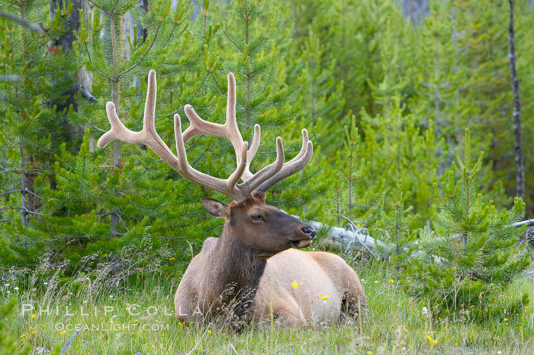Bull elk, antlers bearing velvet, Gibbon Meadow. Elk are the most abundant large mammal found in Yellowstone National Park. More than 30,000 elk from 8 different herds summer in Yellowstone and approximately 15,000 to 22,000 winter in the park. Bulls grow antlers annually from the time they are nearly one year old. When mature, a bulls rack may have 6 to 8 points or tines on each side and weigh more than 30 pounds. The antlers are shed in March or April and begin regrowing in May, when the bony growth is nourished by blood vessels and covered by furry-looking velvet. Gibbon Meadows, Wyoming, USA, Cervus canadensis, natural history stock photograph, photo id 13162