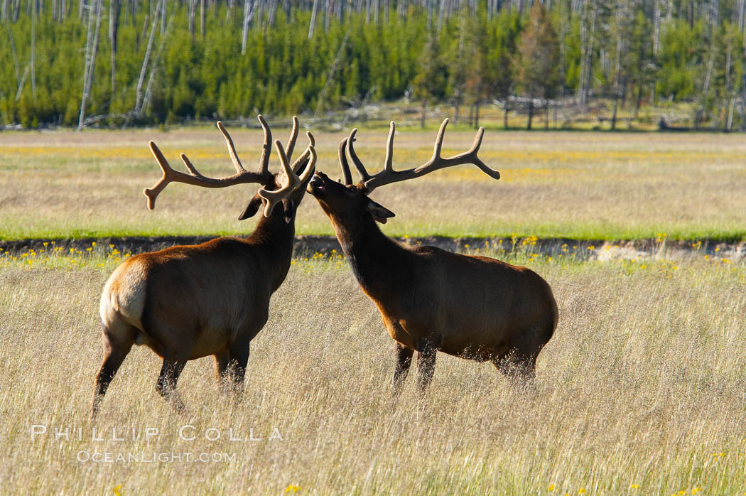 Bull elk spar to establish harems of females, Gibbon Meadow. Gibbon Meadows, Yellowstone National Park, Wyoming, USA, Cervus canadensis, natural history stock photograph, photo id 13152