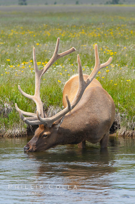 Elk in the Gibbon River. Gibbon Meadows, Yellowstone National Park, Wyoming, USA, Cervus canadensis, natural history stock photograph, photo id 13156