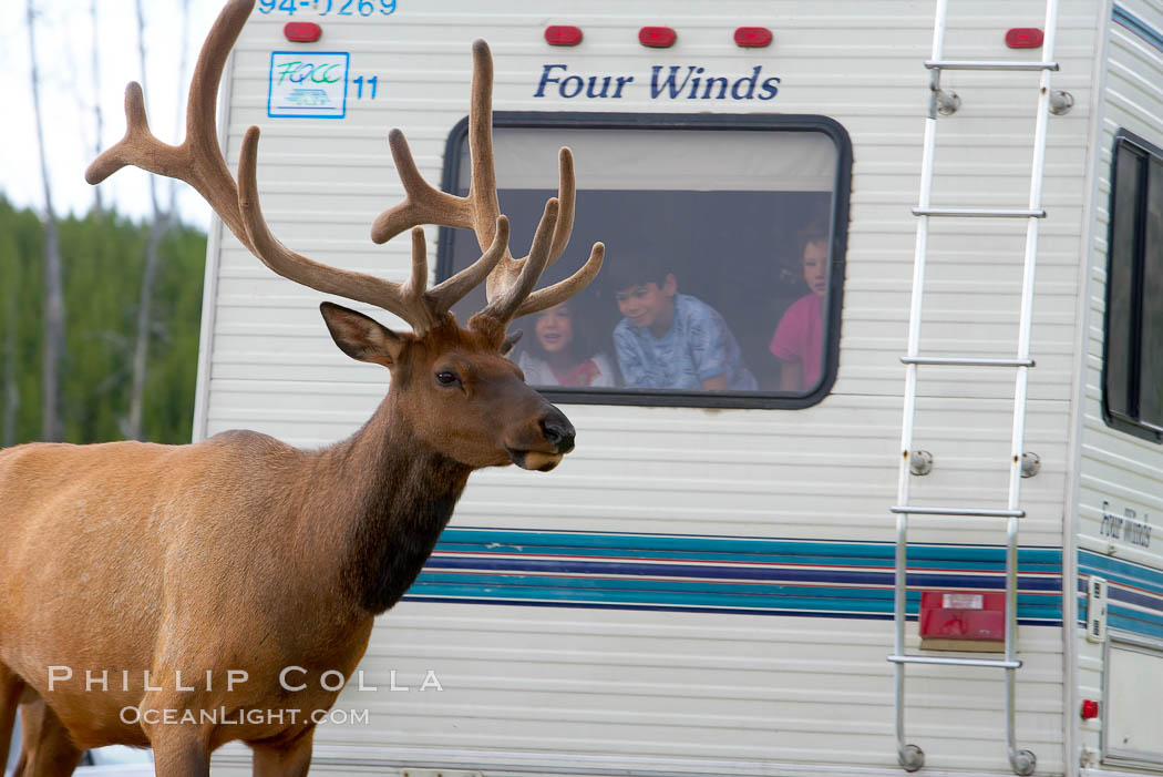 Tourists get a good look at wild elk who have become habituated to human presence in Yellowstone National Park. Wyoming, USA, Cervus canadensis, natural history stock photograph, photo id 13160