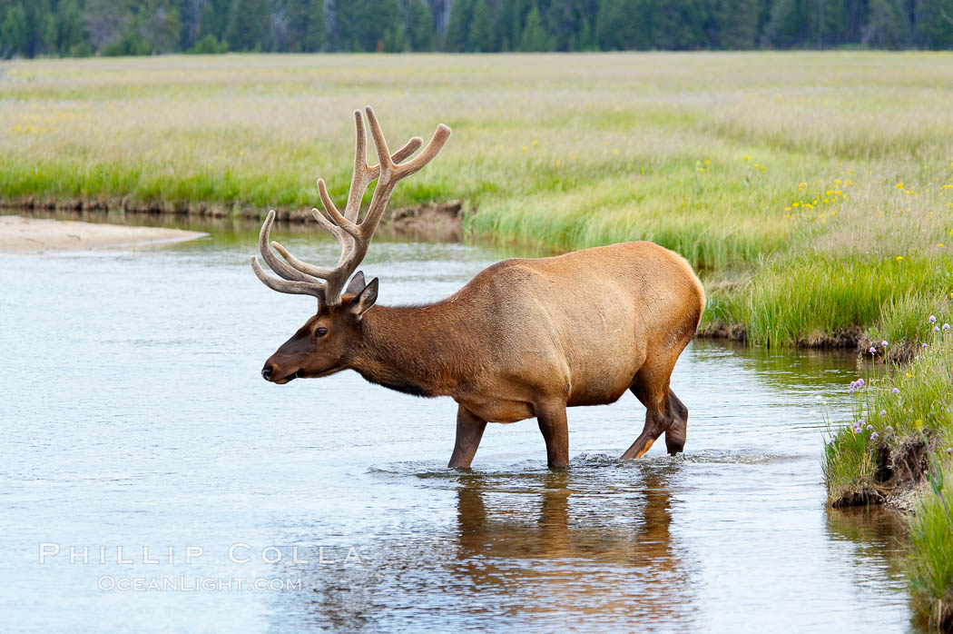 Elk in the Gibbon River. Gibbon Meadows, Yellowstone National Park, Wyoming, USA, Cervus canadensis, natural history stock photograph, photo id 13164