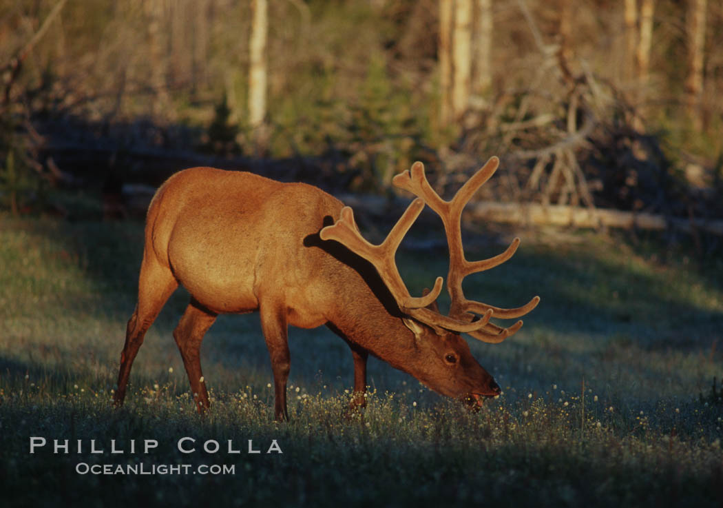 Bull elk grazing as sunrise. This elks antlers are growing rapidly during summer as the mating season approaches, note the velvet covering the growing antlers. Yellowstone National Park, Wyoming, USA, Cervus canadensis, natural history stock photograph, photo id 07319