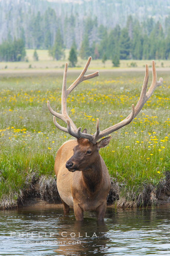 Elk in the Gibbon River. Gibbon Meadows, Yellowstone National Park, Wyoming, USA, Cervus canadensis, natural history stock photograph, photo id 13155