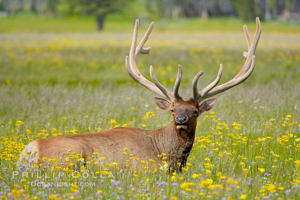 Elk graze and rest among wildflowers blooming in the Gibbon Meadow, summer. Gibbon Meadows, Yellowstone National Park, Wyoming, USA, Cervus canadensis, natural history stock photograph, photo id 13159