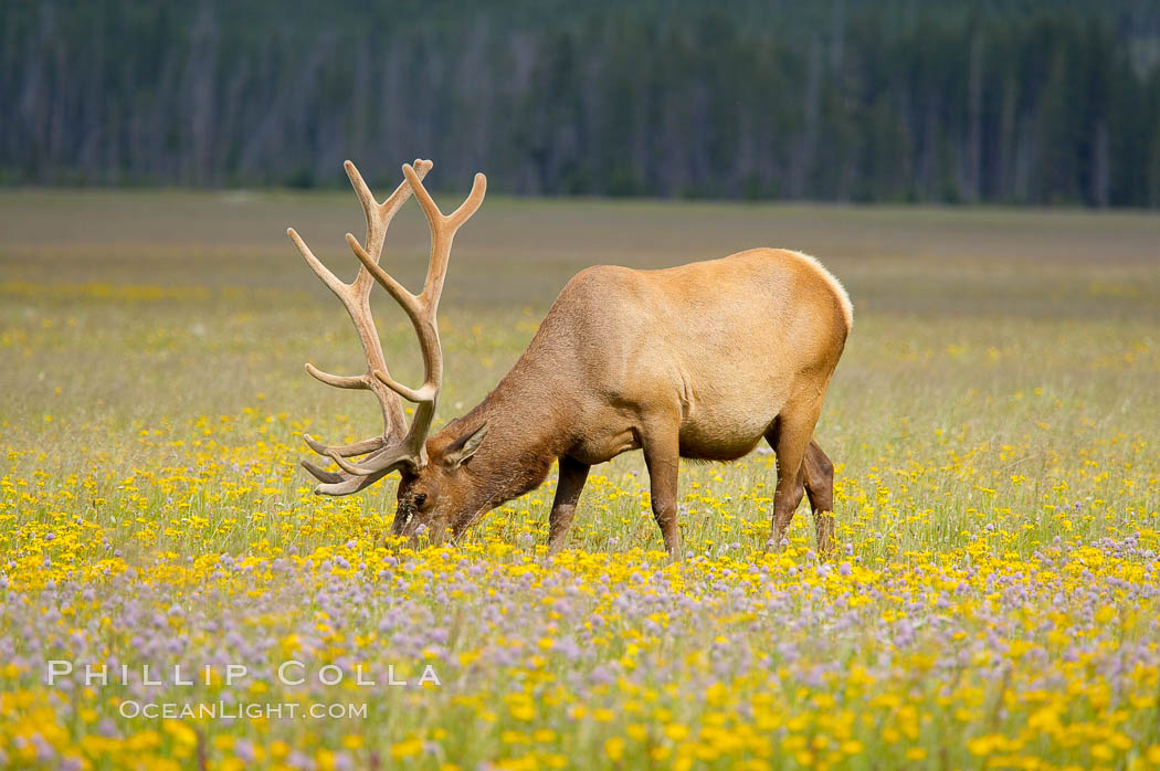 Elk grazing among wildflowers in Gibbon Meadow. Gibbon Meadows, Yellowstone National Park, Wyoming, USA, Cervus canadensis, natural history stock photograph, photo id 13163