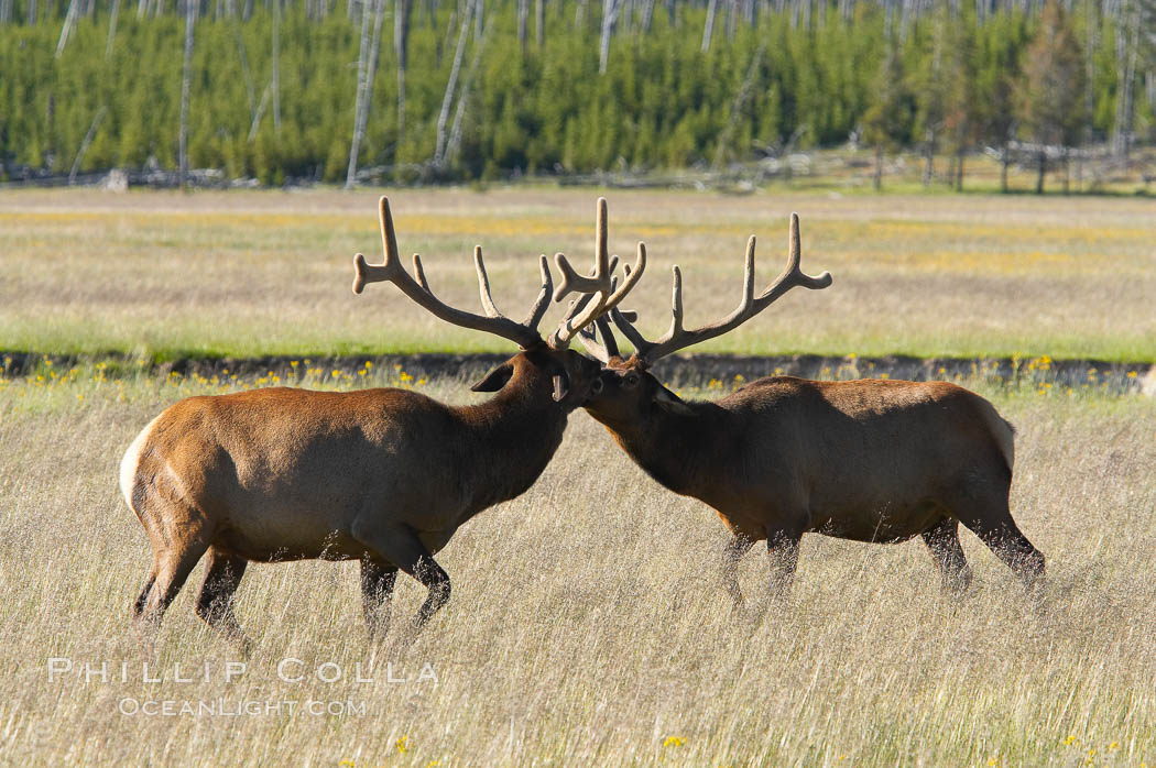 Bull elk spar to establish harems of females, Gibbon Meadow. Gibbon Meadows, Yellowstone National Park, Wyoming, USA, Cervus canadensis, natural history stock photograph, photo id 13171