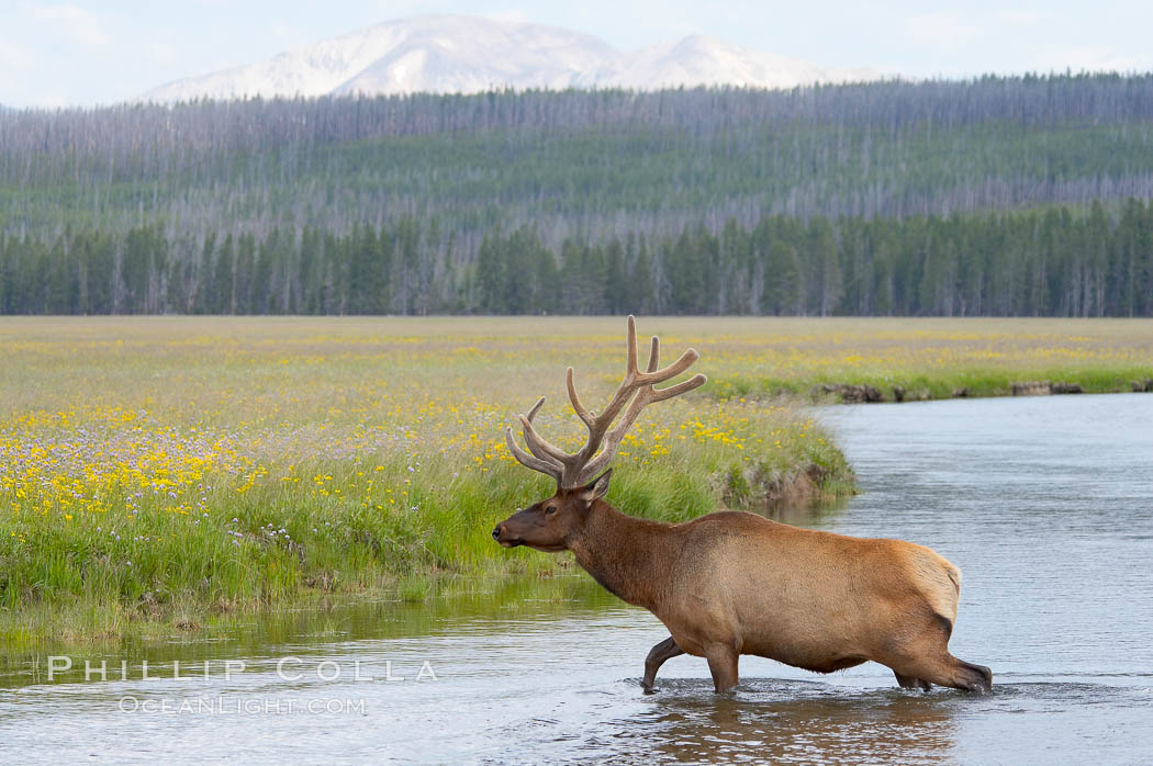 Elk in the Gibbon River. Gibbon Meadows, Yellowstone National Park, Wyoming, USA, Cervus canadensis, natural history stock photograph, photo id 13153